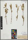 Foto von Salix alba L. x Salix fragilis L.